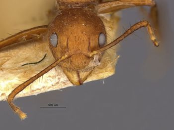Media type: image;   Entomology 21187 Aspect: head frontal view
